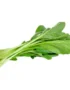 Choy Sum