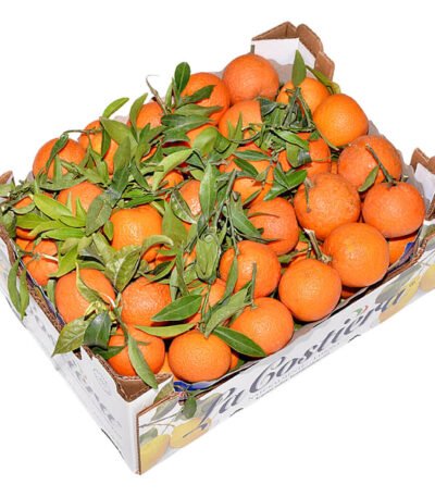 Clementine With Leaf (Mandarin) Box