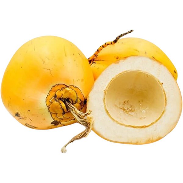 Coconut Young Sri Lanka