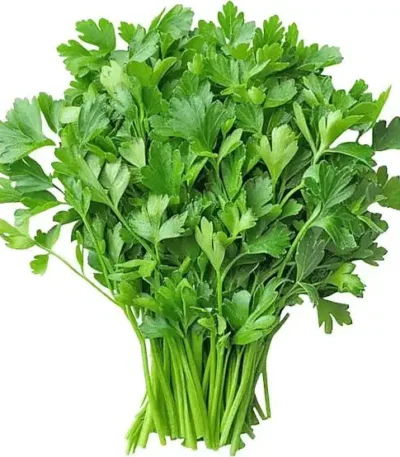 Coriander | Cilantro