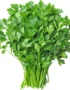 Coriander | Cilantro