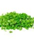 Coriander Chopped