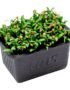 Coriander Cress