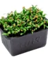 Coriander Cress
