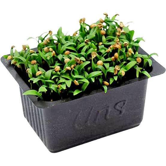Coriander Cress