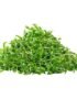Coriander – Microgreen Cut