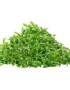 Coriander – Microgreen Cut
