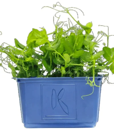 Cress
