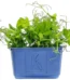 Cress