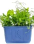 Cress