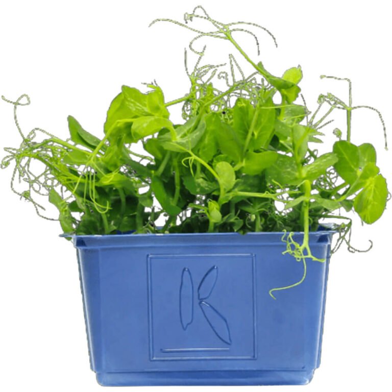 Cress