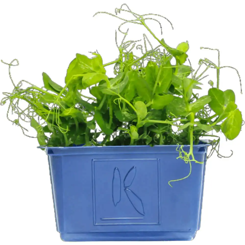 Cress