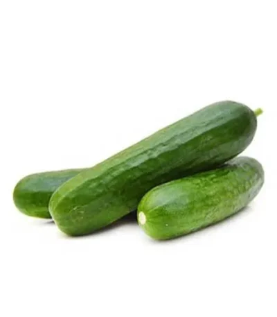Cucumber Holland