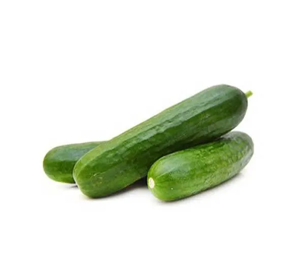 Cucumber Holland Cucumber Holland