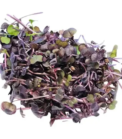 Daikon Red – Microgreen Cut