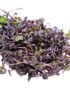 Daikon Red – Microgreen Cut