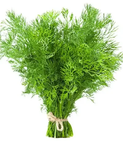 Dill Leaves