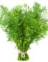 Dill Leaves