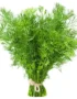 Dill Leaves