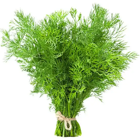 Dill Leaves