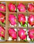 Dragon Fruit Red Box