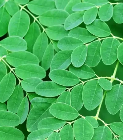 Drumstick Leaves (Moringa Leaves)