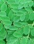 Drumstick Leaves (Moringa Leaves)