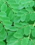 Drumstick Leaves (Moringa Leaves)