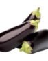 Eggplant Holland
