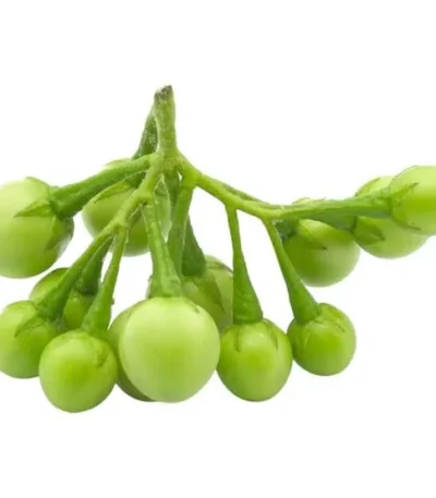 Eggplant Pea