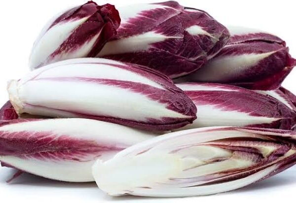 Endive Red