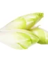 Endives White Chicory
