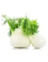Fennel