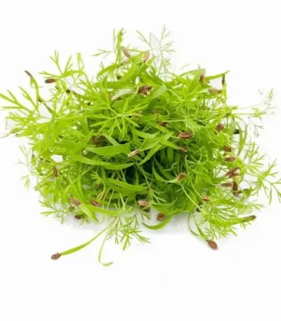 Fennel – Microgreens Punnet