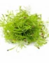 Fennel – Microgreen Cut