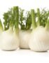 Fennel Holland