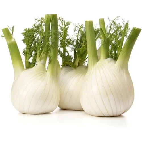 Fennel Holland