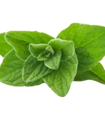 Fresh Oregano Leaves