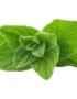 Fresh Oregano Leaves