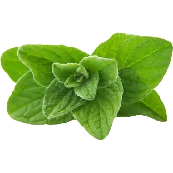 Fresh Oregano Leaves Fresh Oregano Leaves