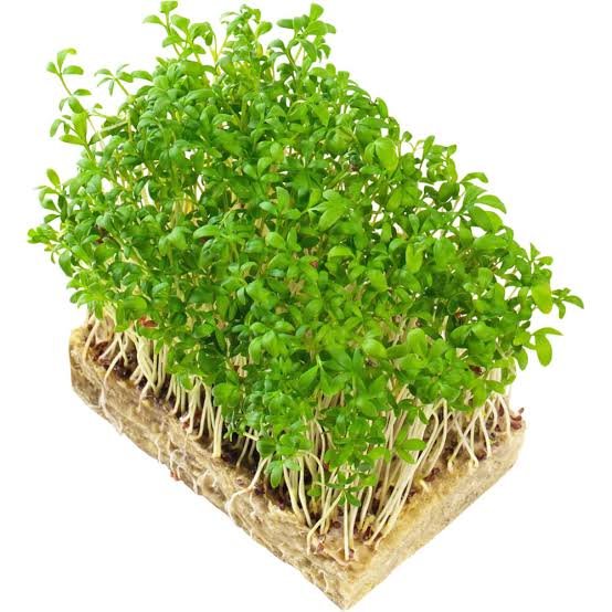 Garden Cress – Microgreens Punnet