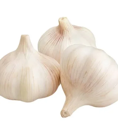 Garlic China