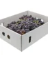 Grapes Black Box