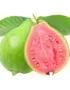 Guava Red Vietnam