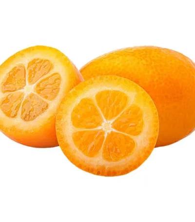 Kumquat SA Box