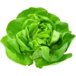 Lettuce