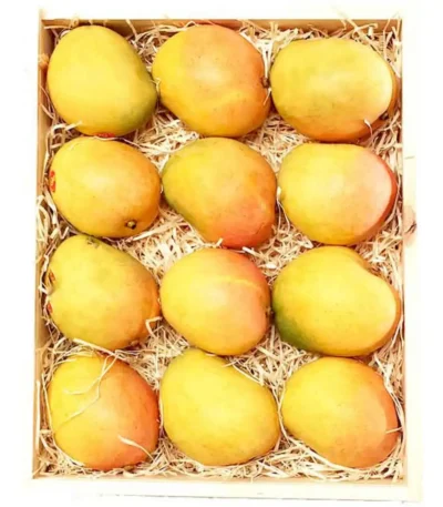 Mango Columbia Box