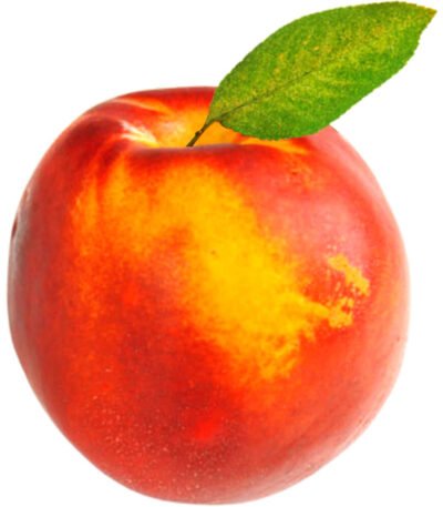 Nectarine Single