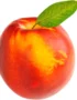 Nectarine Single