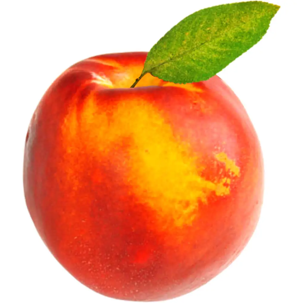 Nectarine Single Nectarine Single